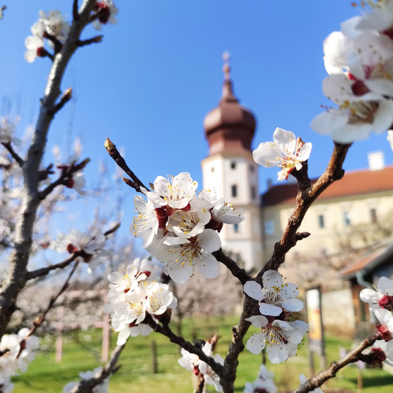 Stift Göttweig Marillengarten / P. Pius Nemes